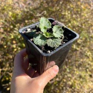 Variegated Strawberry Begonia Live Plant - Saxifraga Stolonifera - 3 1/4