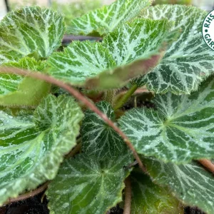 Variegated Strawberry Begonia Live Plant - Saxifraga Stolonifera - 3 1/4