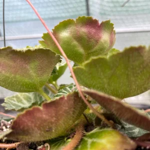 Variegated Strawberry Begonia Live Plant - Saxifraga Stolonifera - 3 1/4