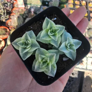 Variegated String of Buttons Live Plant - Crassula Perforata - 2in Pot - Indoor Succulent - Image 3