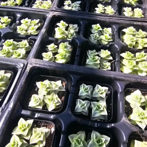 Variegated String of Buttons Live Plant - Crassula Perforata - 2in Pot - Indoor Succulent - Image 5