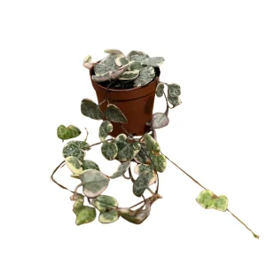 Variegated String of Hearts Live Plant 2 inch Pot - Indoor Trailing Succulent - Image 2