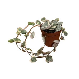 Variegated String of Hearts Live Plant 2 inch Pot - Indoor Trailing Succulent - Image 4