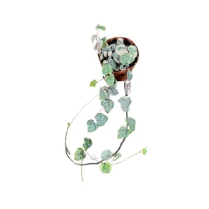 Variegated String of Hearts Live Plant 2 inch Pot - Indoor Trailing Succulent - Image 5