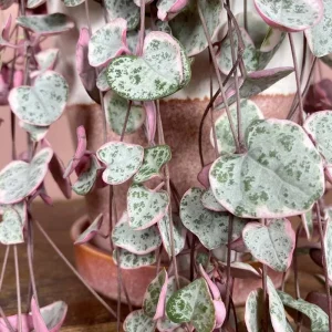 Variegated String of Hearts Live Plant 2