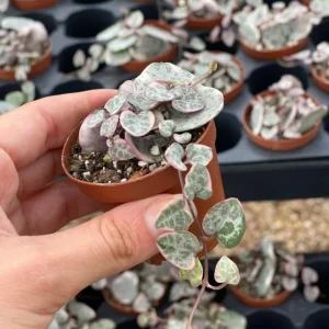 Variegated String of Hearts Live Plant 2