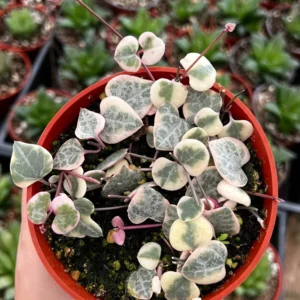 Variegated String of Hearts Live Plant – Ceropegia Woodii – Trailing Succulent for Indoor Hanging Baskets – 2.5