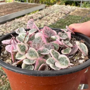 Variegated String of Hearts Live Plant – Ceropegia Woodii – Trailing Succulent for Indoor Hanging Baskets – 2.5