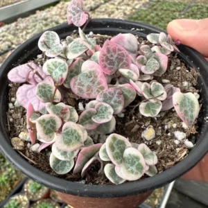 Variegated String of Hearts Live Plant – Ceropegia Woodii – Trailing Succulent for Indoor Hanging Baskets – 2.5