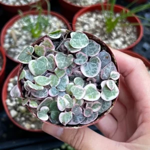 Variegated String of Hearts Live Plant – Ceropegia Woodii – Trailing Succulent for Indoor Hanging Baskets – 2.5