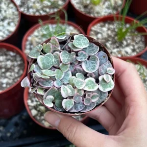 Variegated String of Hearts Live Plant – Ceropegia Woodii – Trailing Succulent for Indoor Hanging Baskets – 2.5