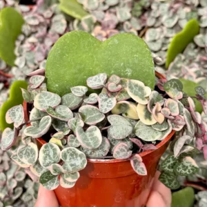Variegated String of Hearts Live Plant – Ceropegia Woodii – Trailing Succulent for Indoor Hanging Baskets – 2.5