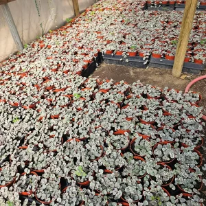 Variegated String of Hearts Live Plant – Trailing Succulent – Indoor Decor - Image 10