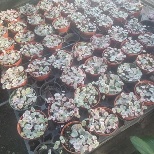 Variegated String of Hearts Live Plant – Trailing Succulent – Indoor Decor - Image 6