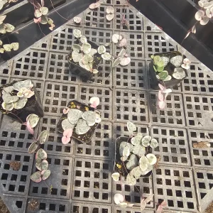 Variegated String of Hearts Live Plant – Trailing Succulent – Indoor Decor - Image 9