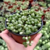 Variegated String of Pearls Live Plant - Trailing Succulent in 2"-6" Pot, Indoor - Image 1