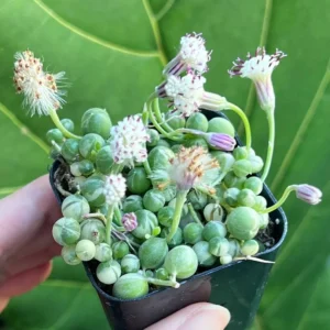 Variegated String of Pearls Live Plant - Trailing Succulent in 2
