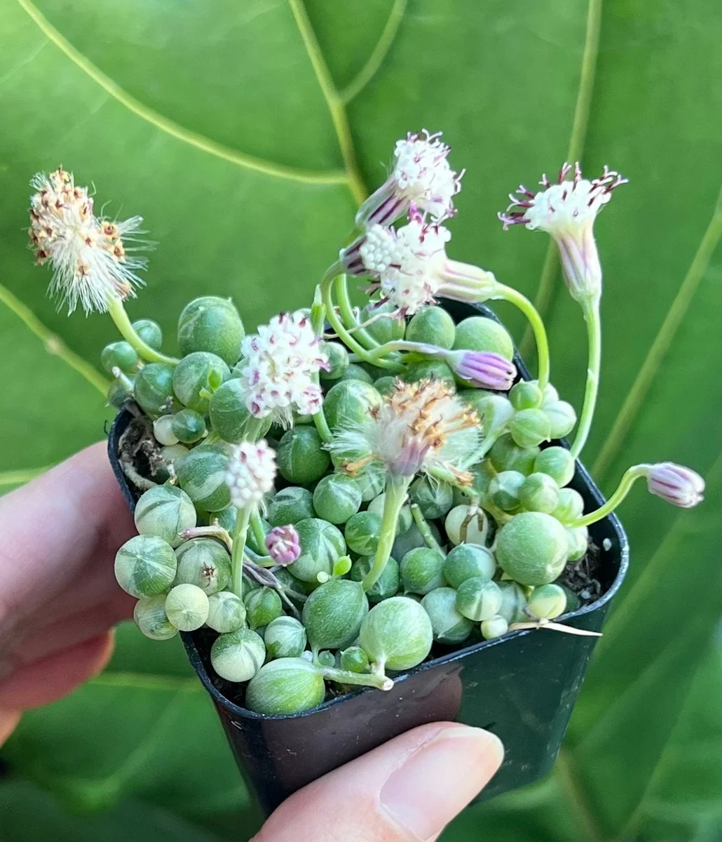 Variegated String of Pearls Live Plant - Trailing Succulent in 2"-6" Pot, Indoor - Image 2