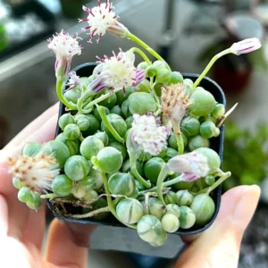 Variegated String of Pearls Live Plant - Trailing Succulent in 2