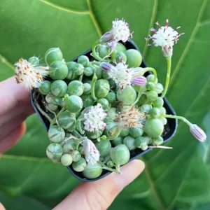 Variegated String of Pearls Live Plant - Trailing Succulent in 2