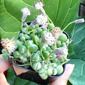 Variegated String of Pearls Live Plant - Trailing Succulent in 2