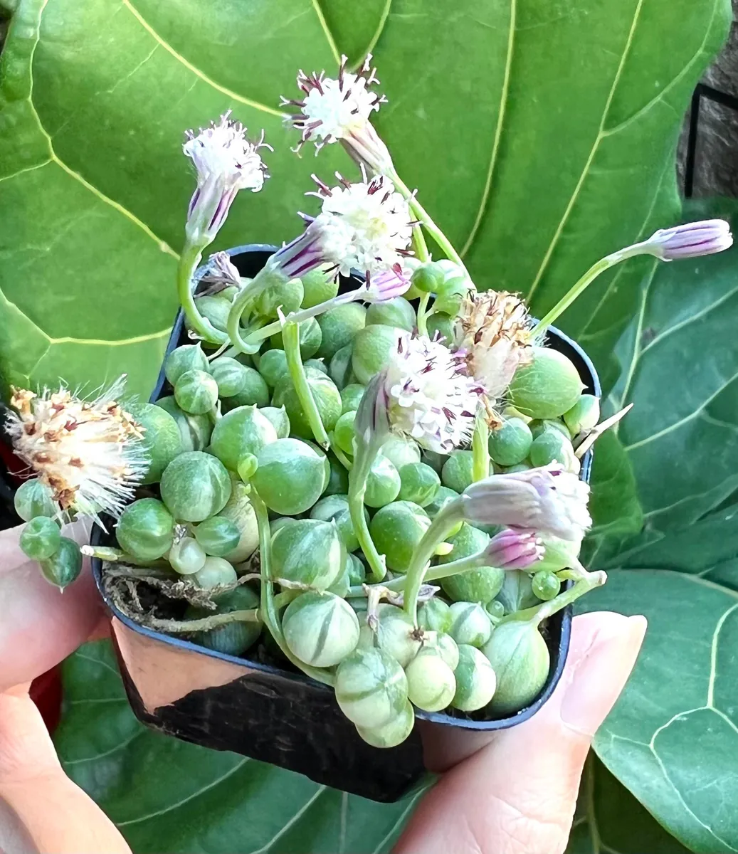 Variegated String of Pearls Live Plant - Trailing Succulent in 2"-6" Pot, Indoor - Image 5