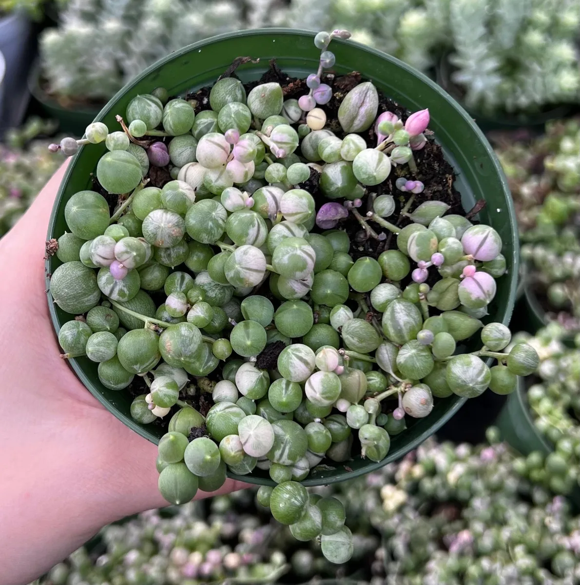 Variegated String of Pearls Live Plant - Trailing Succulent in 2"-6" Pot, Indoor - Image 6