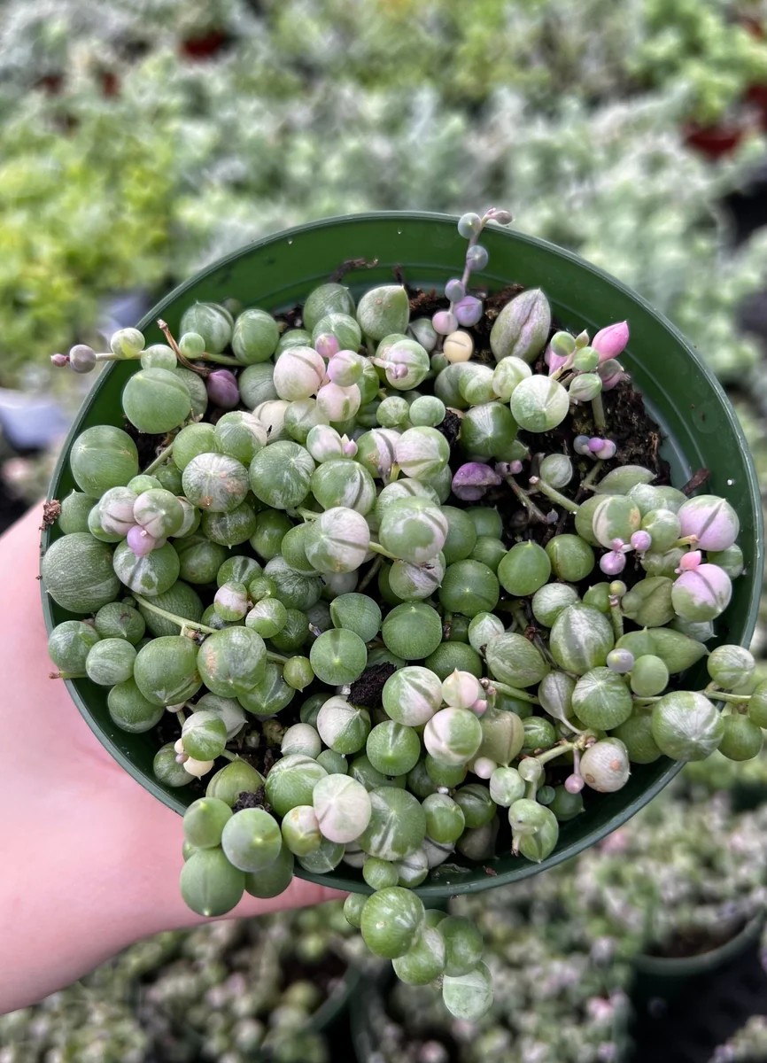 Variegated String of Pearls Live Plant - Trailing Succulent in 2"-6" Pot, Indoor - Image 7