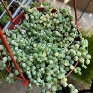 Variegated String of Pearls Live Plant - Trailing Succulent in 2
