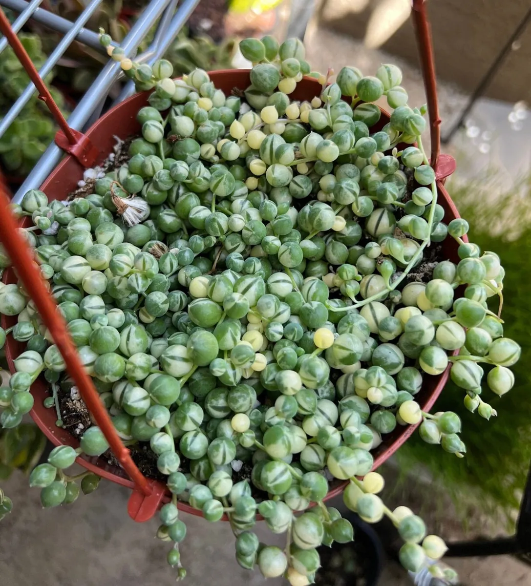 Variegated String of Pearls Live Plant - Trailing Succulent in 2"-6" Pot, Indoor - Image 8