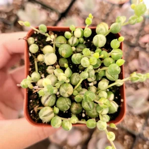 Variegated String of Pearls Live Succulent Plant - Senecio rowleyanus Variegata Indoor/Outdoor - Image 10