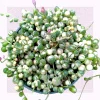 Variegated String of Pearls Live Succulent Plant - Senecio rowleyanus Variegata Indoor/Outdoor - Image 1