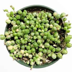 Variegated String of Pearls Live Succulent Plant - Senecio rowleyanus Variegata Indoor/Outdoor - Image 3