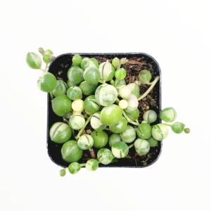 Variegated String of Pearls Live Succulent Plant - Senecio rowleyanus Variegata Indoor/Outdoor - Image 6