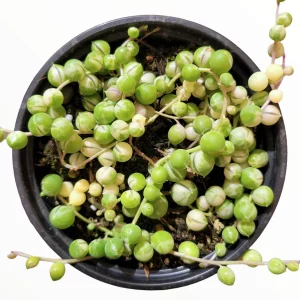 Variegated String of Pearls Live Succulent Plant - Senecio rowleyanus Variegata Indoor/Outdoor - Image 8