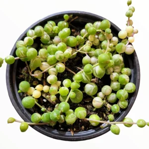 Variegated String of Pearls Live Succulent Plant - Senecio rowleyanus Variegata Indoor/Outdoor - Image 9