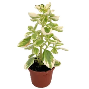 Variegated Swedish Ivy Live Plant - Plectranthus neochilus - 2.5" Pot - Indoor/Outdoor - Image 1