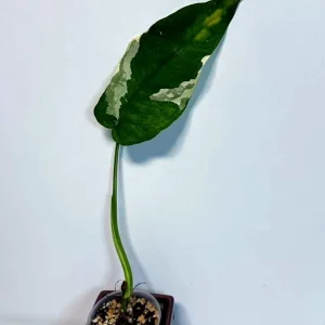 Variegated Syngonium Chiapense Albo Live Plant - Unique Aroid Houseplant - Image 2