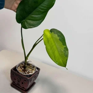 Variegated Syngonium Chiapense Albo Live Plant – Unique Aroid Houseplant - Image 2