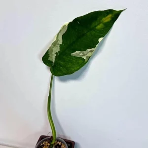 Variegated Syngonium Chiapense Albo Live Plant - Unique Aroid Houseplant - Image 3