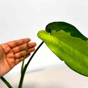 Variegated Syngonium Chiapense Albo Live Plant - Unique Aroid with White Variegation - Image 4