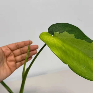 Variegated Syngonium Chiapense Albo Live Plant – Unique Aroid Houseplant - Image 4