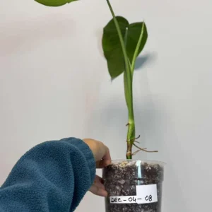 Variegated Syngonium Chiapense Albo Live Plant - Unique Aroid with White Variegation - Image 5