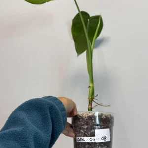 Variegated Syngonium Chiapense Albo Live Plant – Unique Aroid Houseplant - Image 5