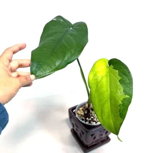 Variegated Syngonium Chiapense Albo Live Plant - Unique Aroid with White Variegation - Image 1