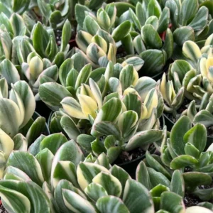 Variegated Tri Color Jade Plant Live - Crassula Ovata Succulent - 2-4 inch Pot - Image 1