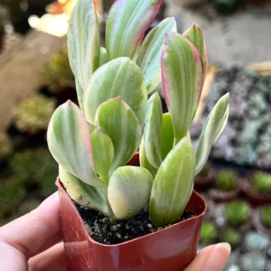 Variegated Tri Color Jade Plant Live - Crassula Ovata Succulent - 2-4 inch Pot - Image 4