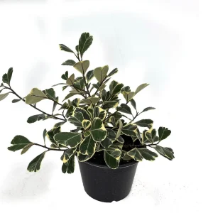Variegated Triangle Weeping Fig Live Plant - Ficus triangularis variegata - 6