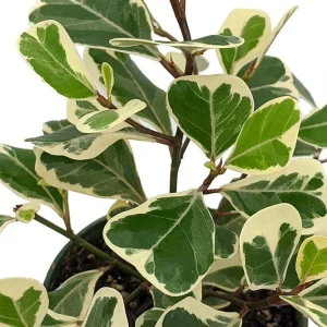 Variegated Triangle Weeping Fig Live Plant - Ficus triangularis variegata - 4 inch Pot - Indoor - Image 2