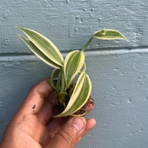 Variegated Vanilla Orchid Live Plant - Rare Edible Bean Vine, 4-6 inches - Image 3